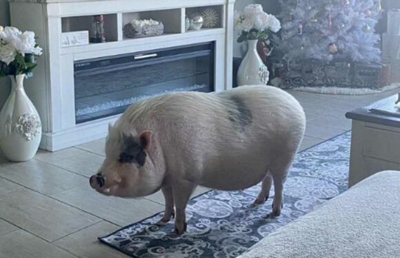 WWE's Alexa Bliss' Beloved Pet Pig Dies, Claims Vets Refused to Treat Him
