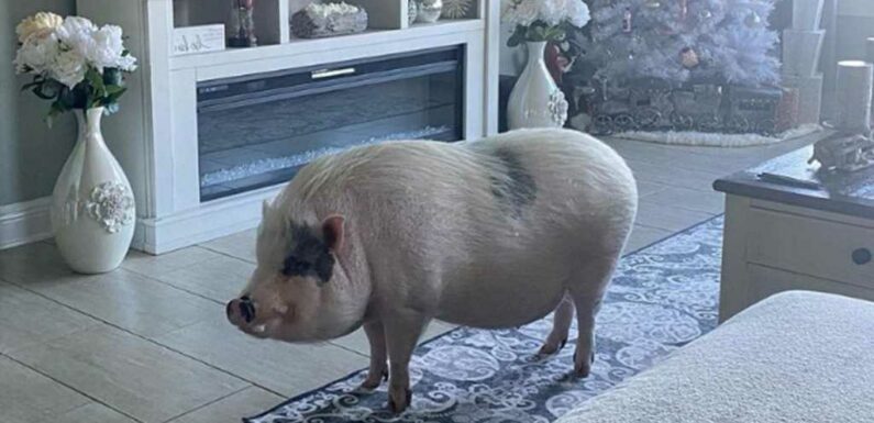 WWE's Alexa Bliss' Beloved Pet Pig Dies, Claims Vets Refused to Treat Him