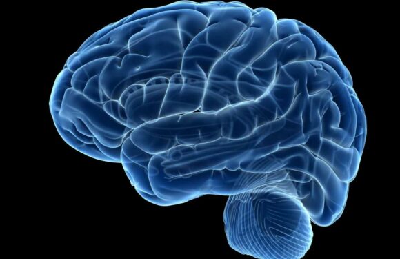 What is dementia, how is it different from Alzheimer's and what are the symptoms and stages of the disease? | The Sun