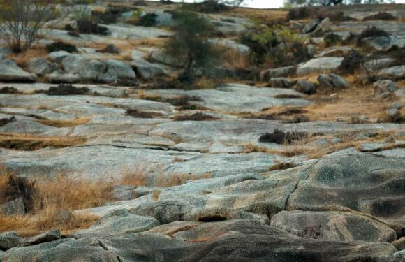 You have the eyes of a hawk if you can spot the leopard in this optical illusion in just five seconds | The Sun