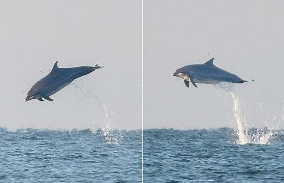 'Flying' dolphins leap out of the water off the coast of Yorkshire