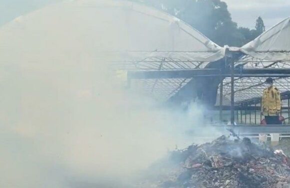 ‘Can anyone else smell pot?’: Mystery surrounds Sydney cannabis burn