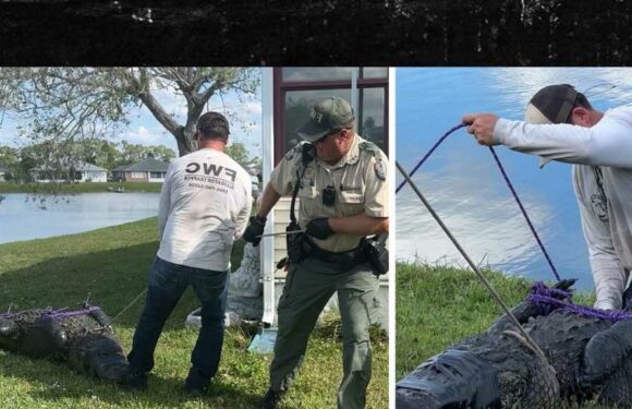 85-Year-Old Florida Woman Killed by Alligator While Walking Dog