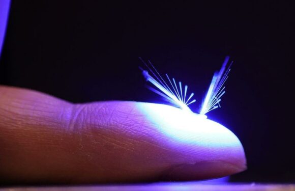 ‘Alien-looking robot flies’ could replace bees and ‘save humanity’