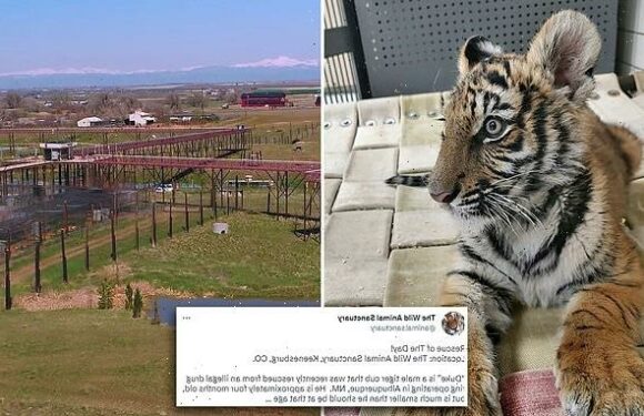 Bengal tiger cub begins sanctuary life after rescuing from DRUG RING