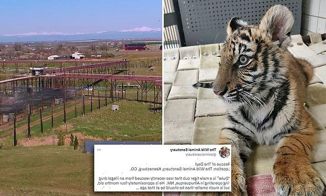 Bengal tiger cub begins sanctuary life after rescuing from DRUG RING