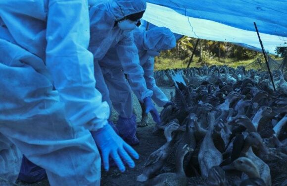 Bird flu is spreading among mammals. How worried should we be?