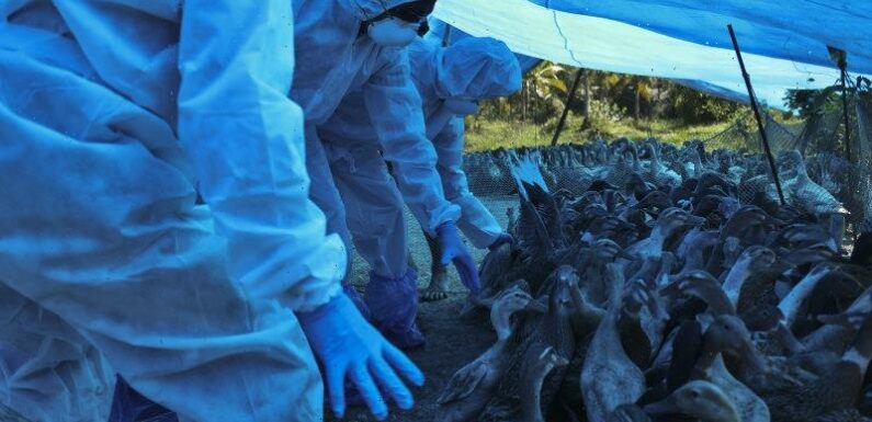Bird flu is spreading among mammals. How worried should we be?