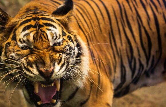 Bloodthirsty tiger mauls boy then comes back to kill his grandad hours later