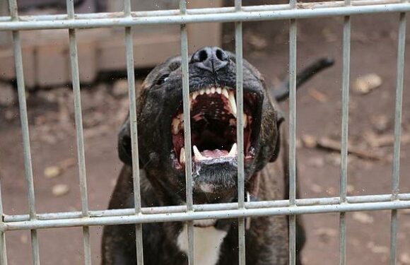 British woman mauled to death in Spain by pit bull she took in