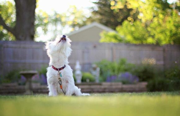 Can I be fined if my dog barks at home? | The Sun