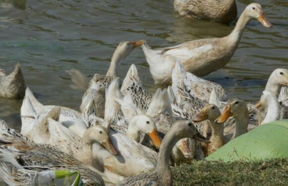 Death of 11-year-old girl of bird flu prompts testing in Cambodia