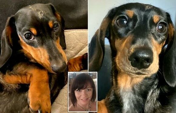 Dog rushed to vet showing signs of ovulating – after licking HRT cream