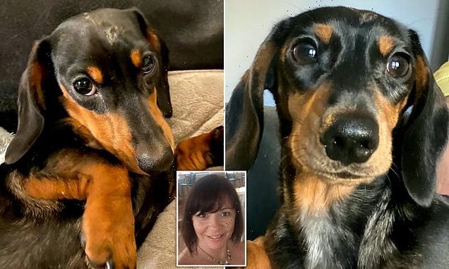Dog rushed to vet showing signs of ovulating – after licking HRT cream
