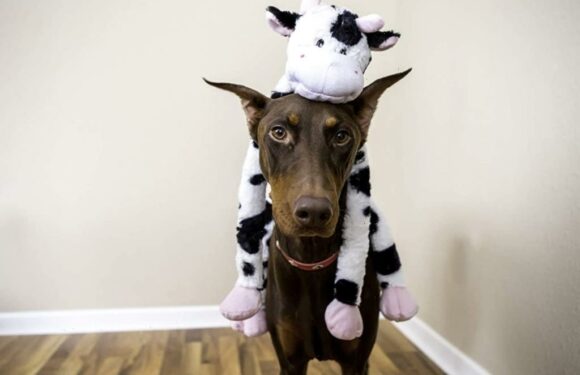 Dogs Are ‘Obsessed’ With This Durable $6 Plush Toy With Over 18,000 Reviews