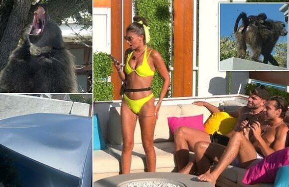 EXCLUSIVE: Love Island contestants warned over dangerous baboons