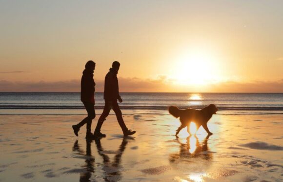 Fifth of dog owners have found love after discovering shared affection