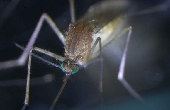 First Victorian to contract Murray Valley encephalitis since 1974 dies