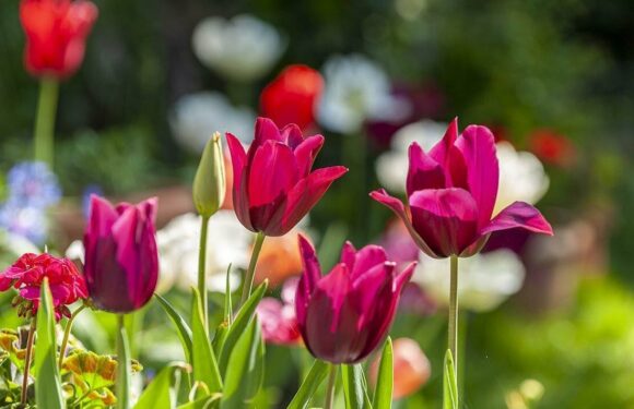 Gardens are being ‘poisoned’ by pesticides says new survey