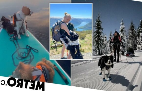 Globe-trotting dogs join owner on adventures – even skiing together