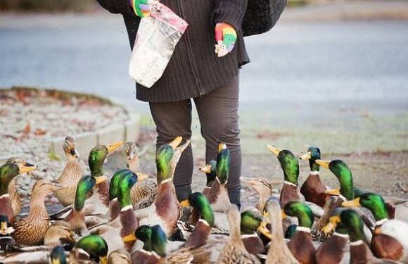 Grandmother, 68, is fined £100 for 'littering' after feeding ducks