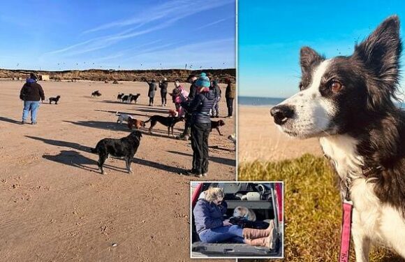 Heartbroken collie owner took her sick dog for final walk on the beach