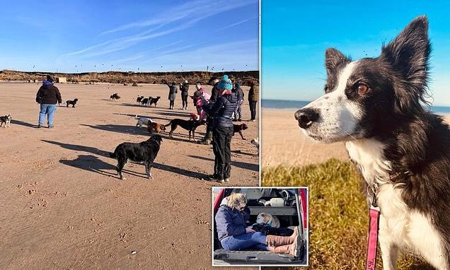Heartbroken collie owner took her sick dog for final walk on the beach