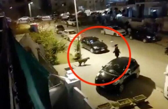 Horror moment leopard mauls six people in five-hour rampage across city after escaping cage | The Sun