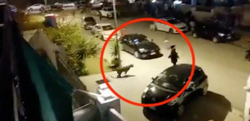 Horror moment leopard mauls six people in five-hour rampage across city after escaping cage | The Sun