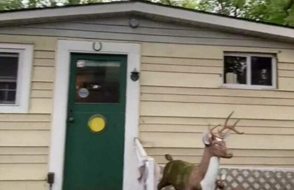 I converted my shed into a tiny home on a titchy budget – people can't believe how good it looks and I did it all myself | The Sun
