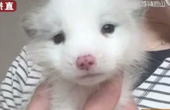 I spent £140 on a Japanese Spitz from a pet shop – after three months I noticed telling signs it wasn't even a dog | The Sun