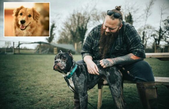 I’m a dog expert – I always discuss the worst dog breeds to own but here are the ones you should be getting | The Sun