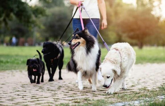 I’m a dog trainer – five breeds I would not recommend, I feel sorry for anyone who tries to make the second a pet | The Sun