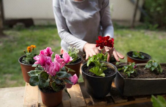 I’m a gardening expert, February is the time to start prepping for Spring – here’s everything you need to plant now | The Sun