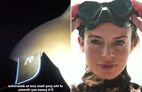 I’m the world’s hottest scientist – I risk my life diving with deadly bull sharks in the pitch-black sea and I love it | The Sun