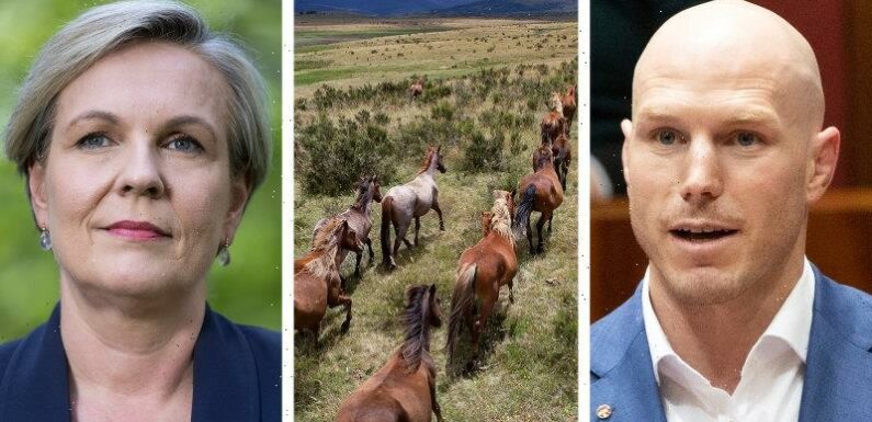 Inquiry pumps up pressure on Plibersek to tackle feral horses