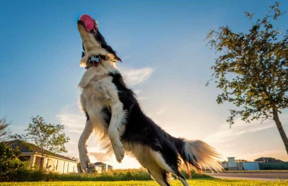 I'm a dog expert – the breed people most regret owning because no one can keep up with it & they can be very destructive | The Sun