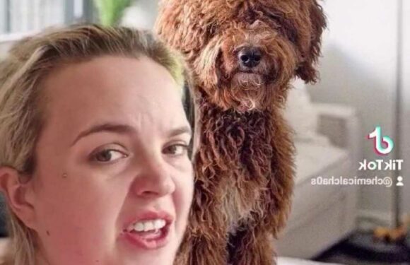 I'm a dog expert – the breeds I would never own & it’s bad news for sausage dog fans | The Sun