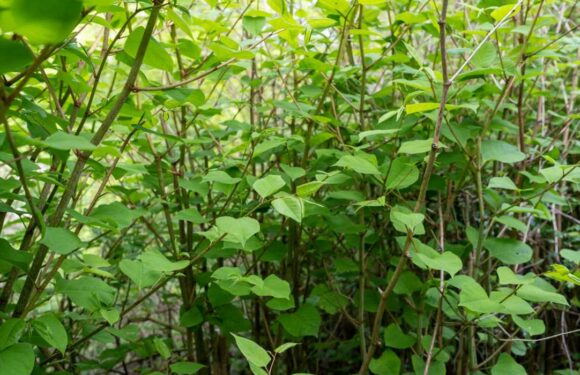 I'm a gardening expert – the nine illegal plants to watch out for in your garden to avoid a £34,000 fine | The Sun