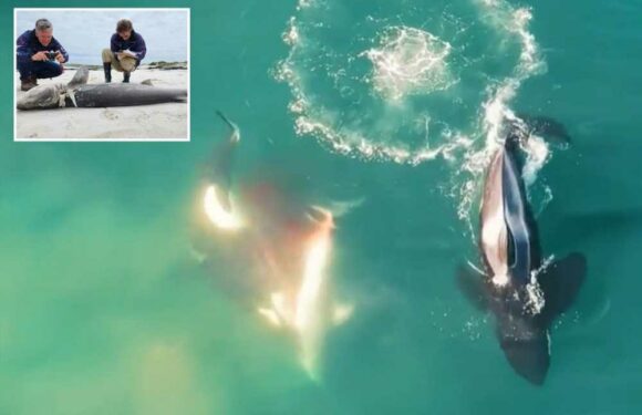 Killer whales butcher and rip out livers of SEVENTEEN sharks in ruthless killing spree off South Africa | The Sun