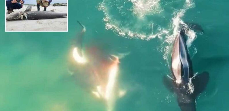 Killer whales butcher and rip out livers of SEVENTEEN sharks in ruthless killing spree off South Africa | The Sun
