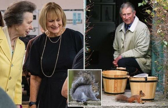 King Charles wanted to make luxury fabric out of grey SQUIRREL fur