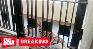 Leopard breaks into packed courtroom and goes on bloody rampage