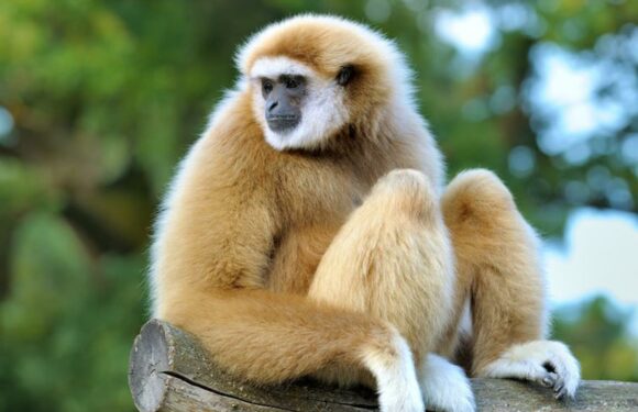 Mystery as monkey gets pregnant despite being ALONE in cage for years – but baffled zoo keepers discover reason why | The Sun