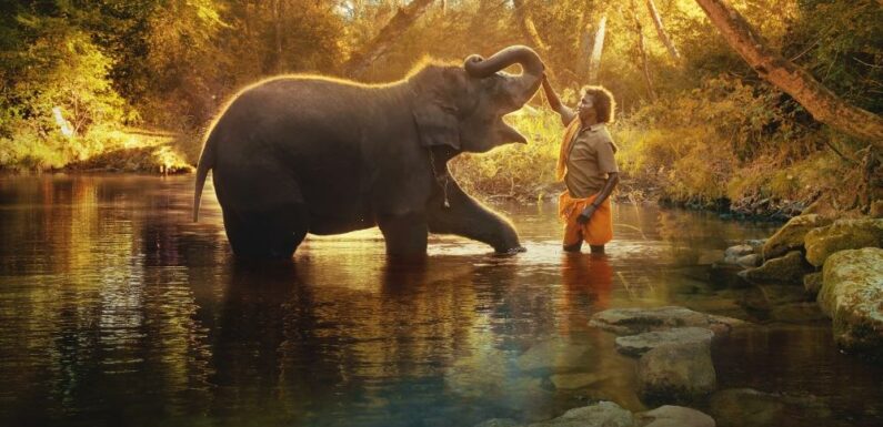 Oscar-Nominated Doc Shorts ‘Elephant Whisperer,’ ‘Haulout’ Tackle Climate Change