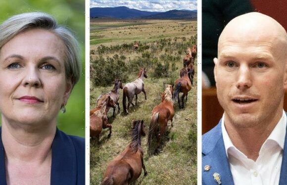 Pocock urges Plibersek to tackle brumbies in high country