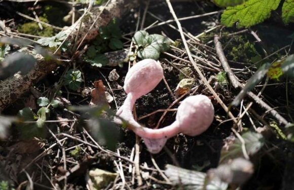 Police hunting for Constance Marten’s baby find child’s ear muffs after scouring bins in fingertip search of allotment | The Sun