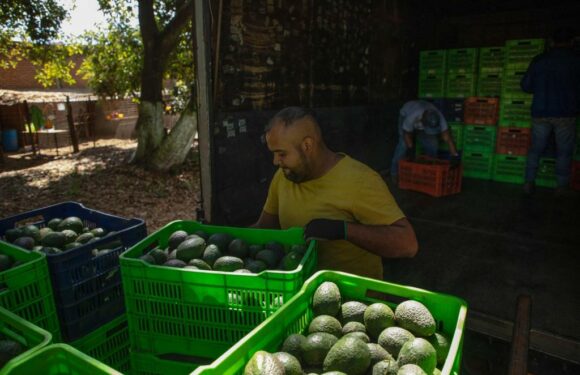 Route to Super Bowl is long, dangerous for Mexican avocados – The Denver Post