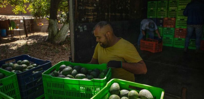 Route to Super Bowl is long, dangerous for Mexican avocados – The Denver Post