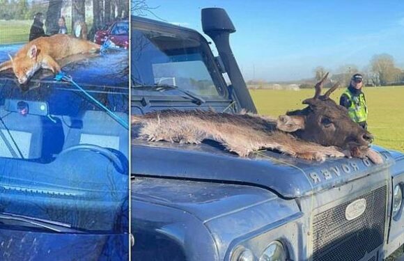 Royal Agricultural University student strapped dead stag to Land Rover